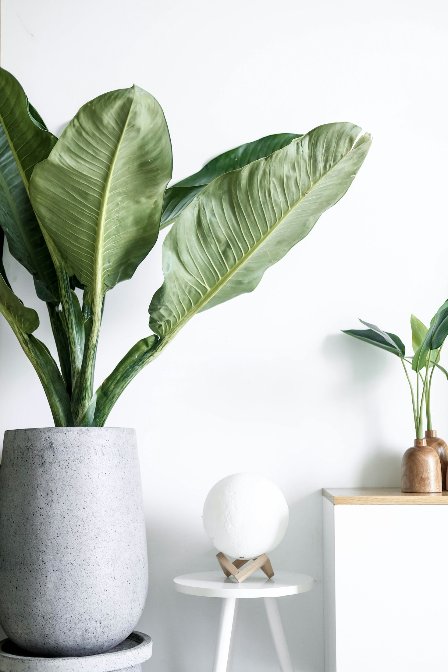 5 Plantas Perfeitas para Ambientes Sombreados