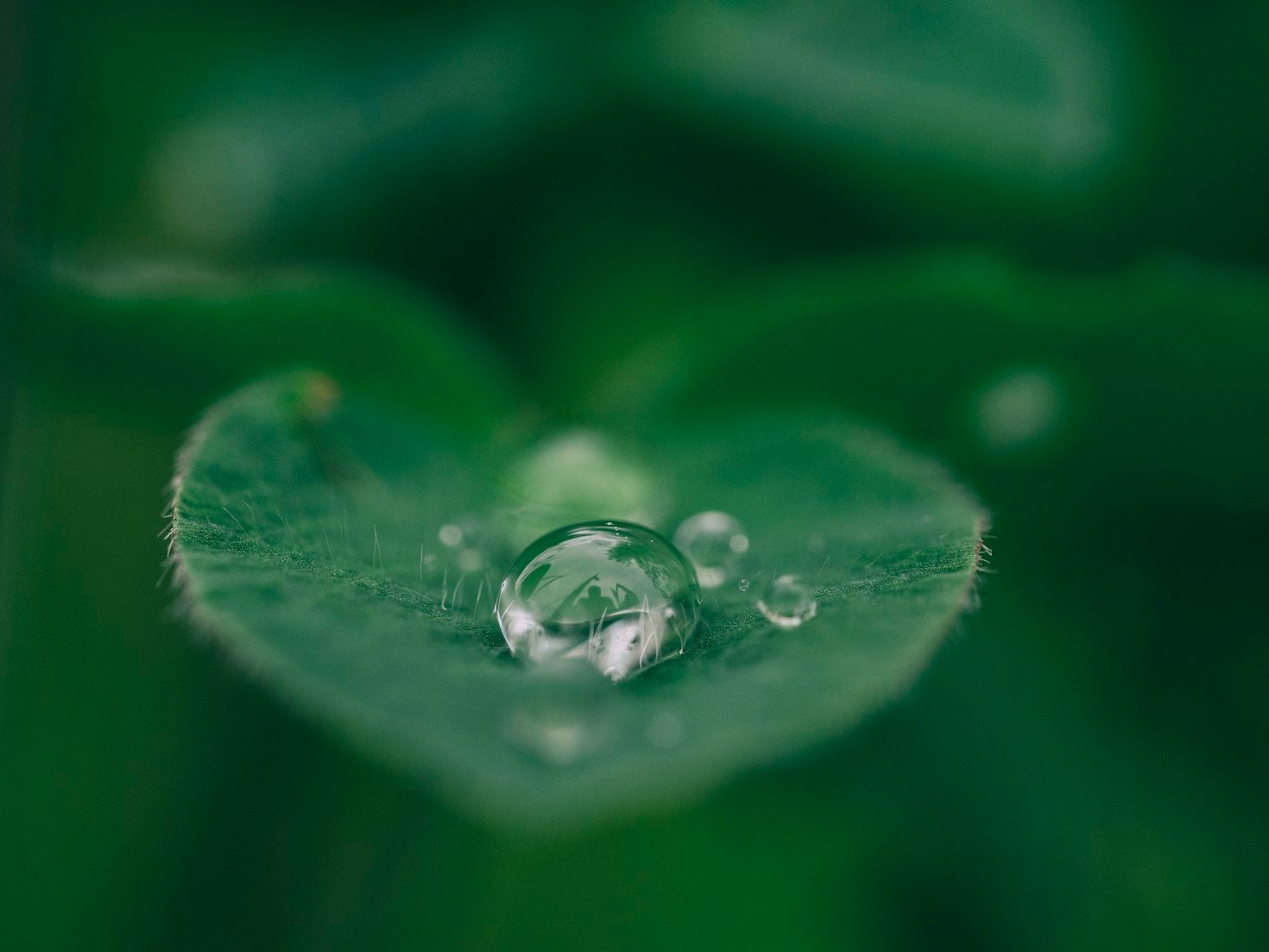 Plantas de Interior: Beleza e Baixa Manutenção