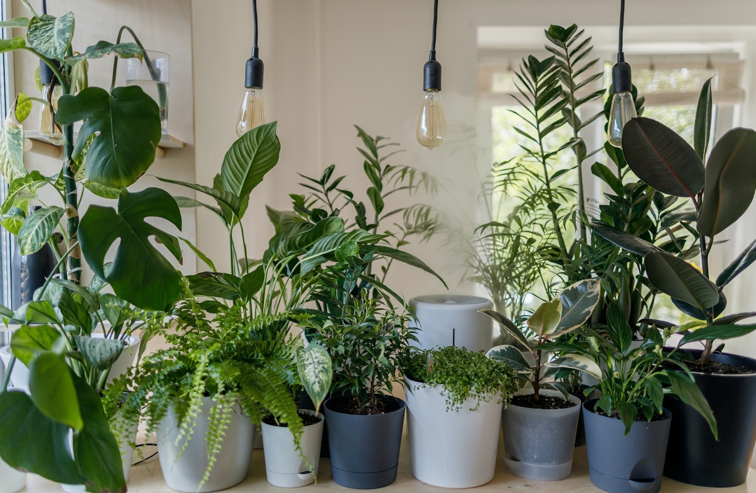 Decoração Verde: O Poder das Plantas de Sombra