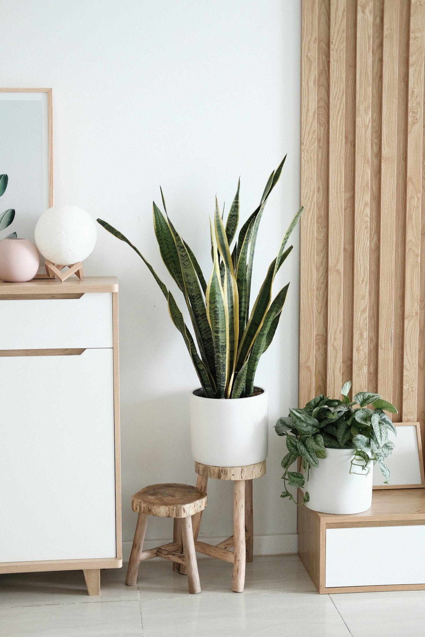 Os Erros Comuns ao Cultivar Plantas de Interior