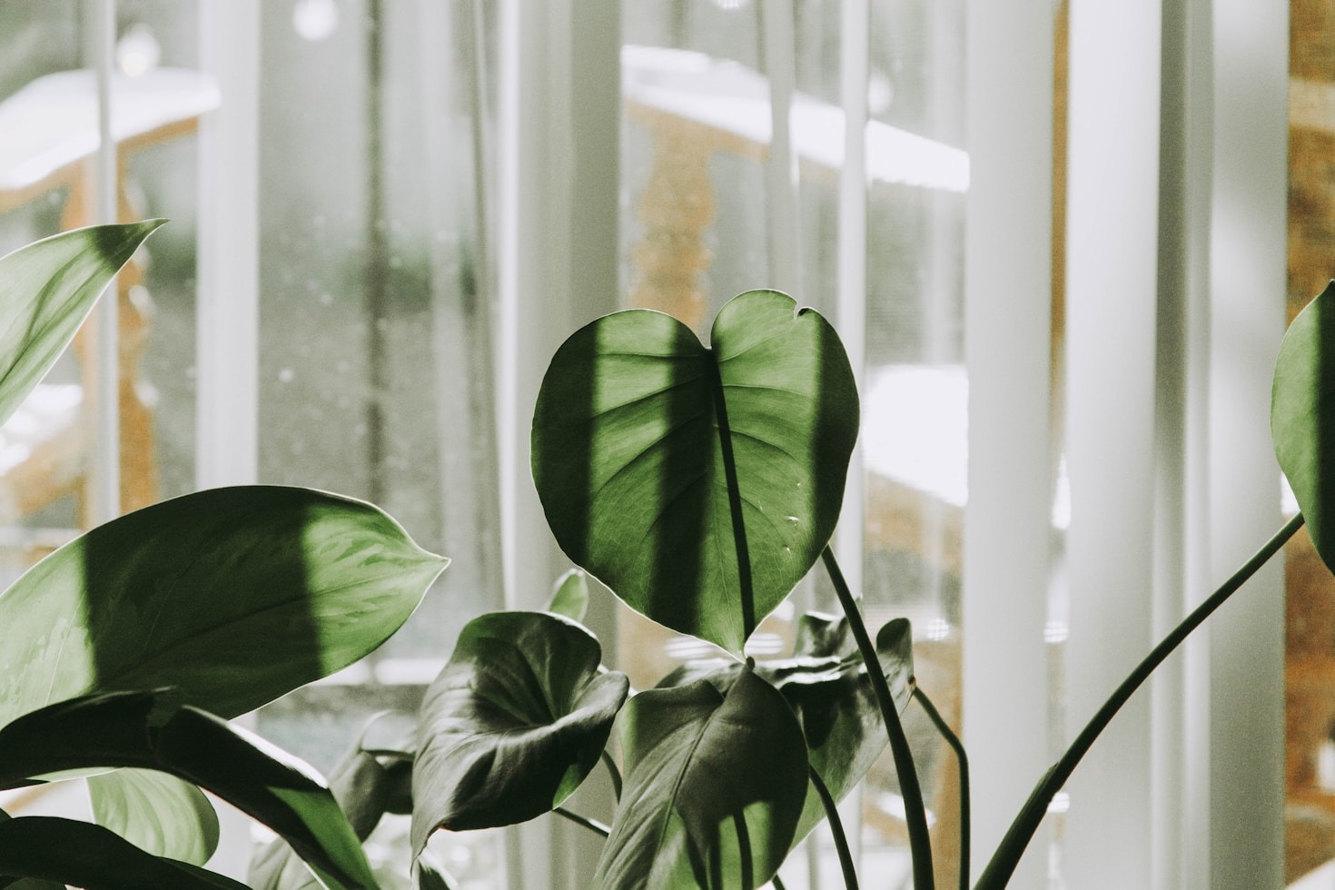 Transforme Sua Sala com Plantas de Sombra