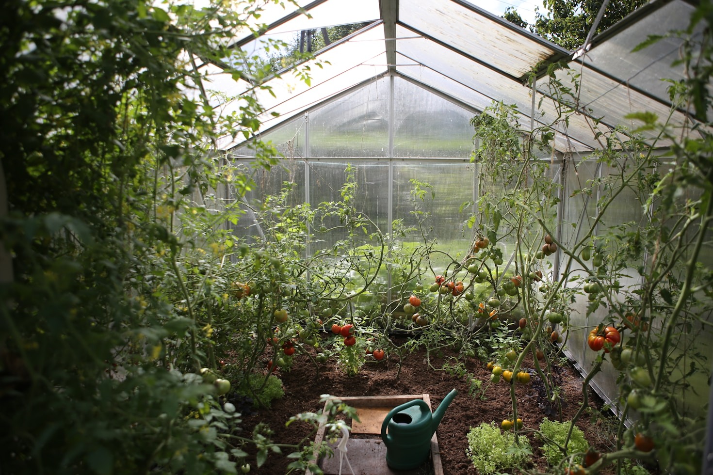 Guia Completo para Iniciantes no Cultivo de Plantas