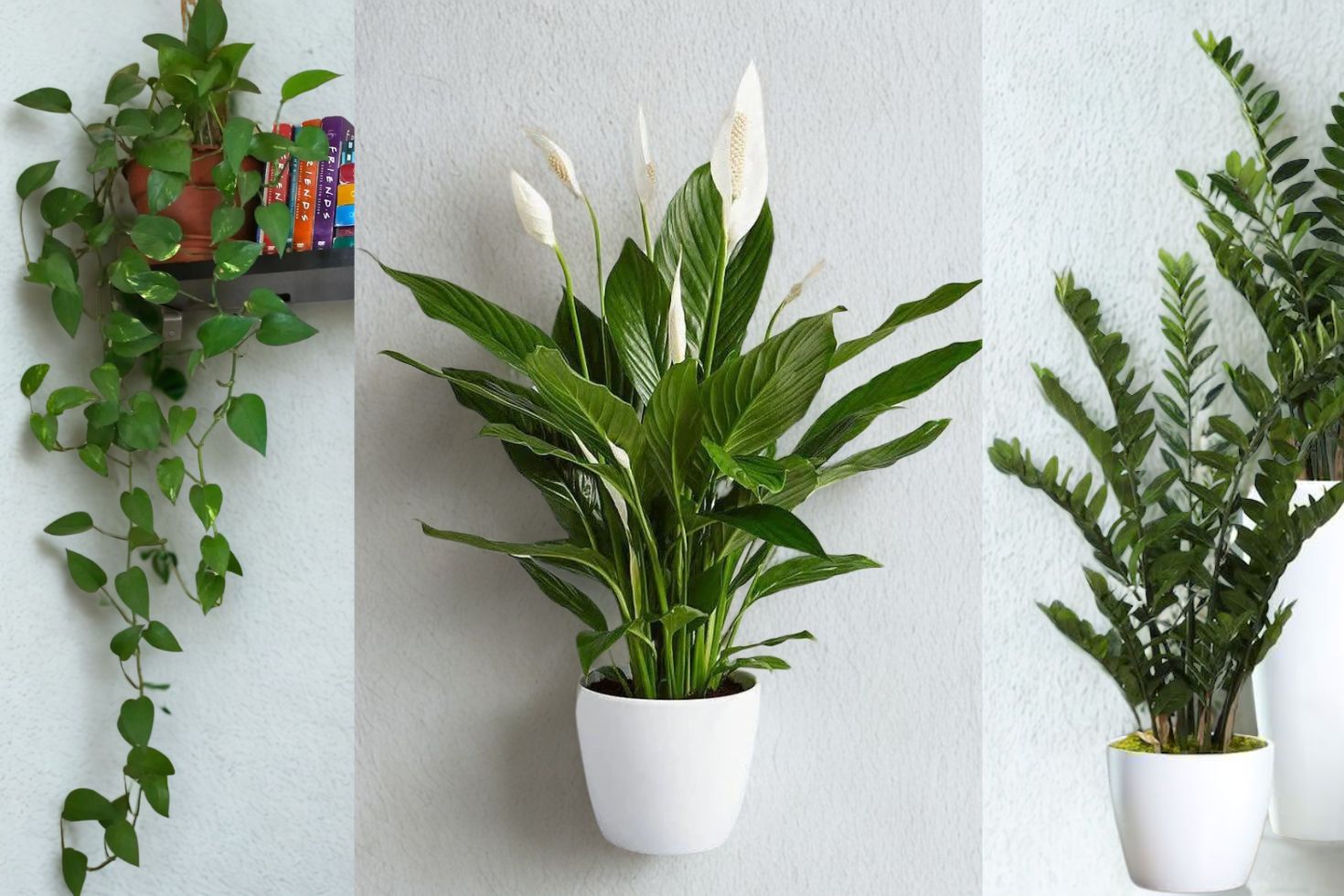 plantas de sombra resistentes