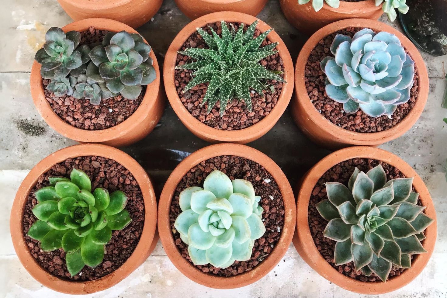 17 Suculentas de Sombra que Sobrevivem em Ambientes com Pouca Luz