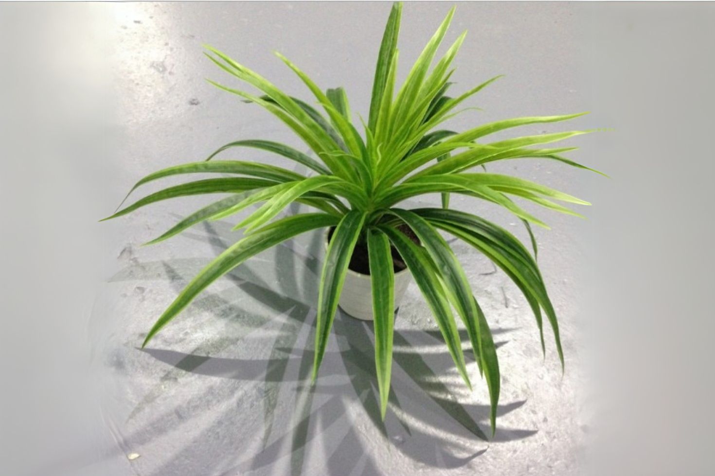 planta aranha