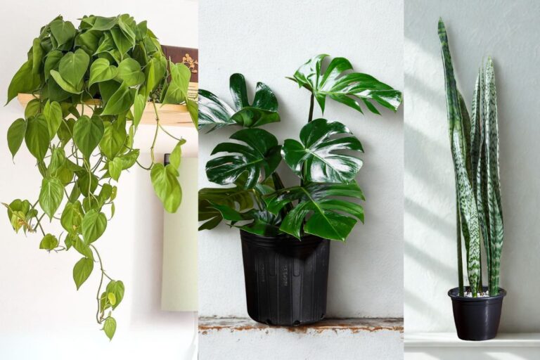 tipos de planta de sombra