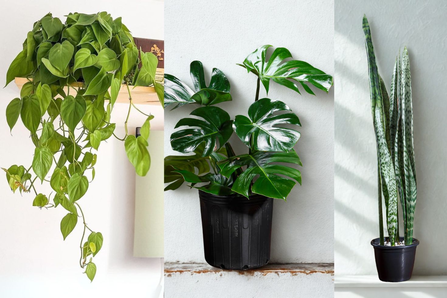 Tipos de Plantas de Sombra para Cultivar dentro de Casa – Verde no Lar!