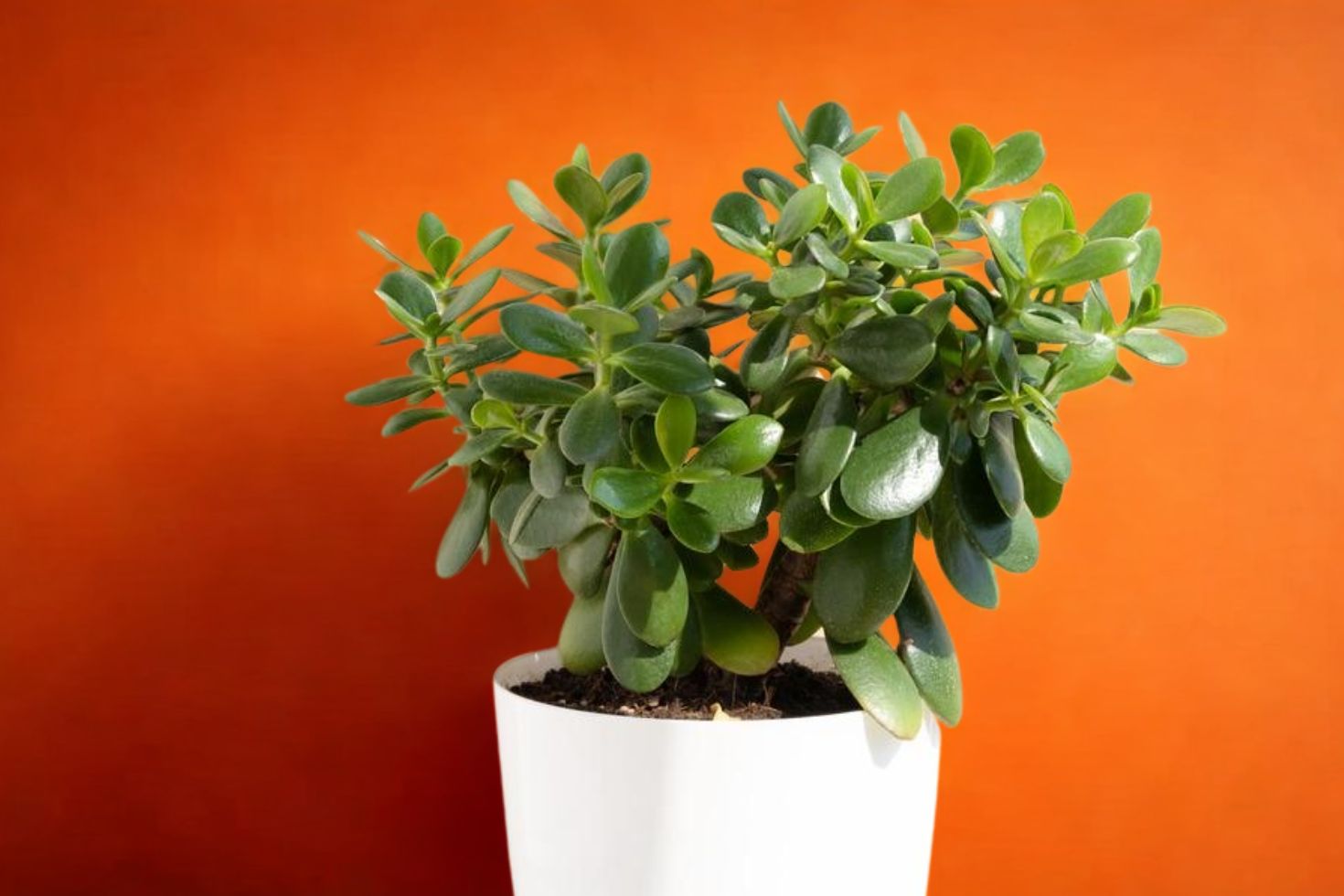 suculenta jade