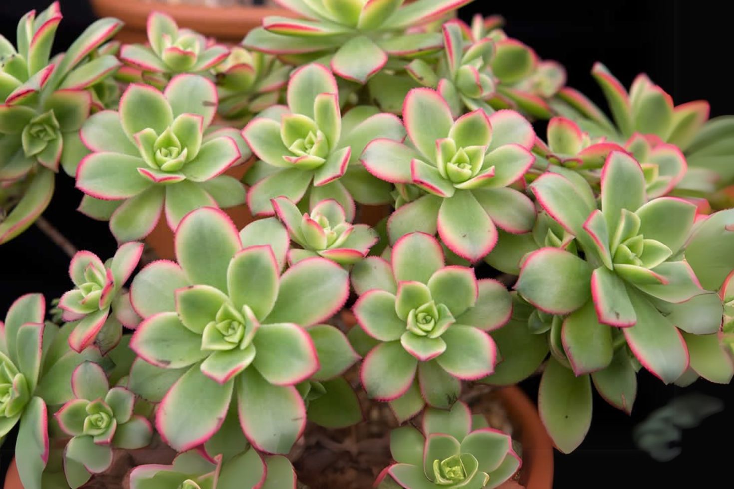 Aeonium Kiwi