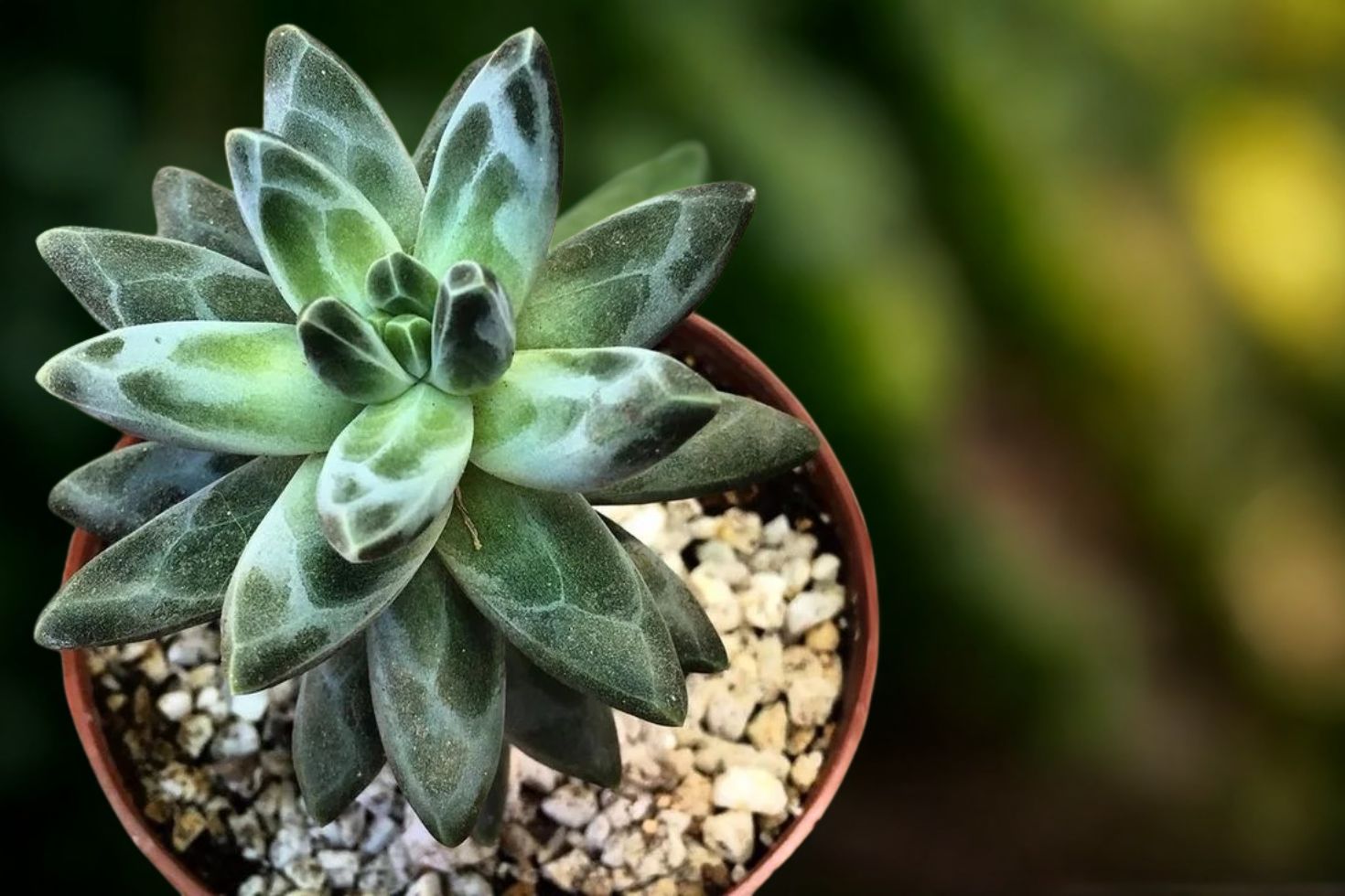 suculenta planta diamante