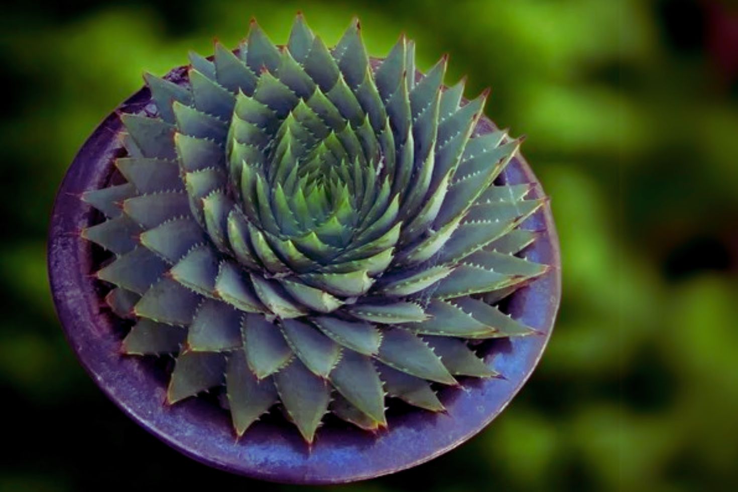 suculenta espiral