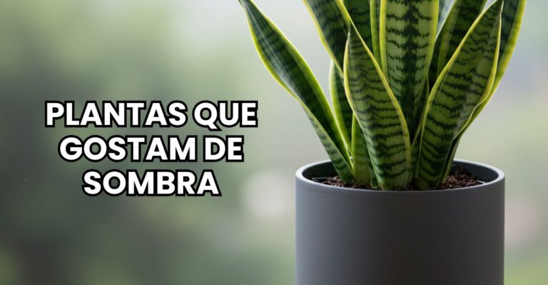 Plantas que gostam de sombra