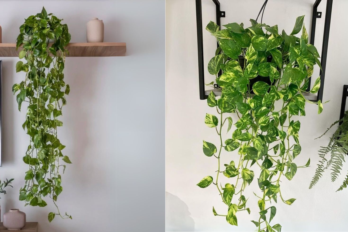 jiboia planta