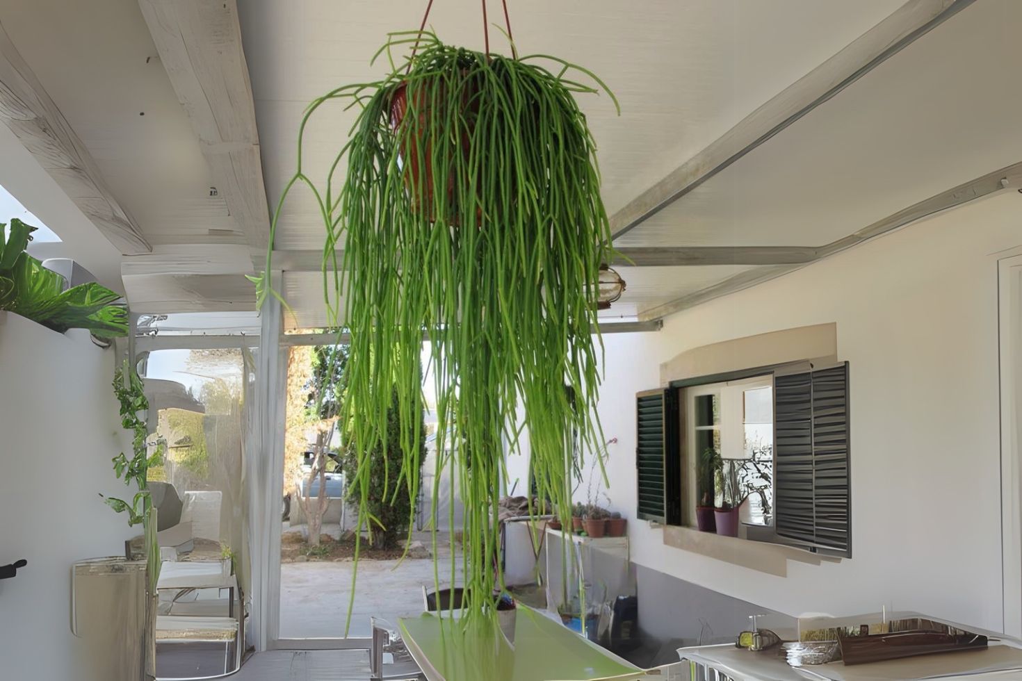 Rhipsalis