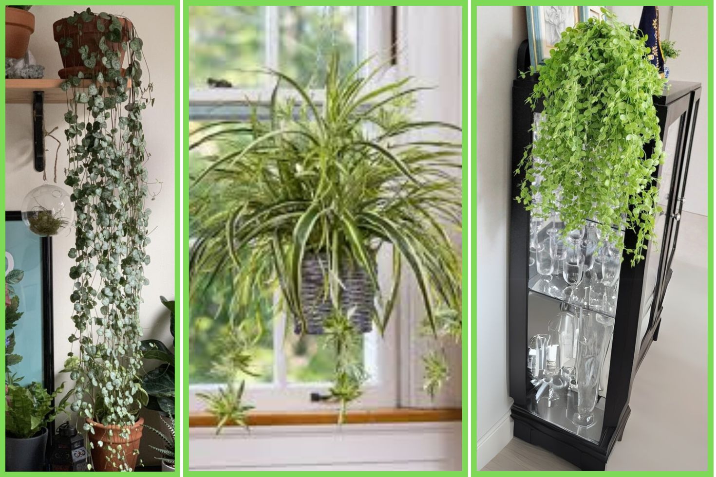 plantas pendentes