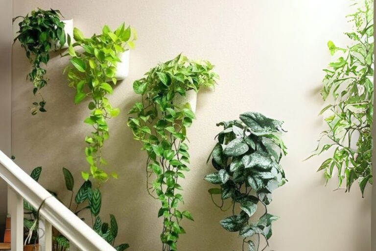 plantas pendentes de sombra