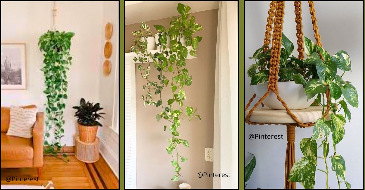 decoração com jiboia