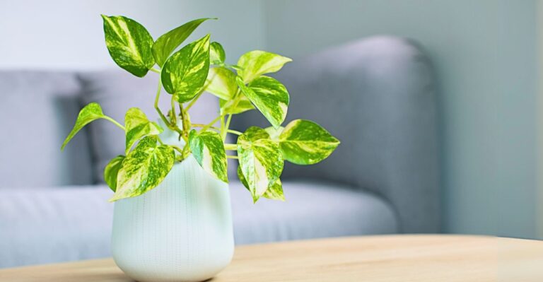 planta jiboia purifica o ar