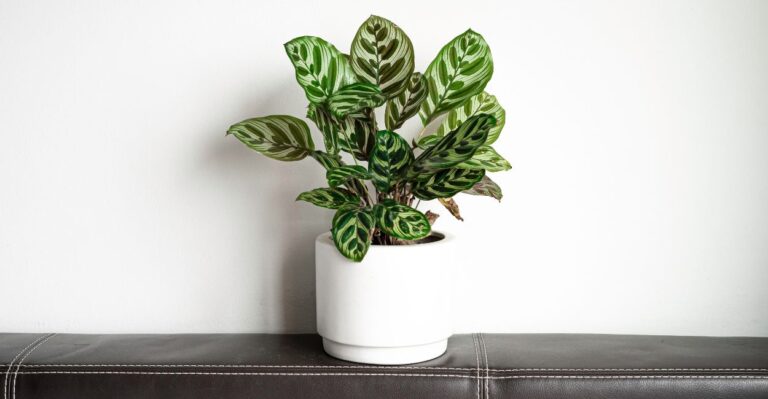 planta calathea