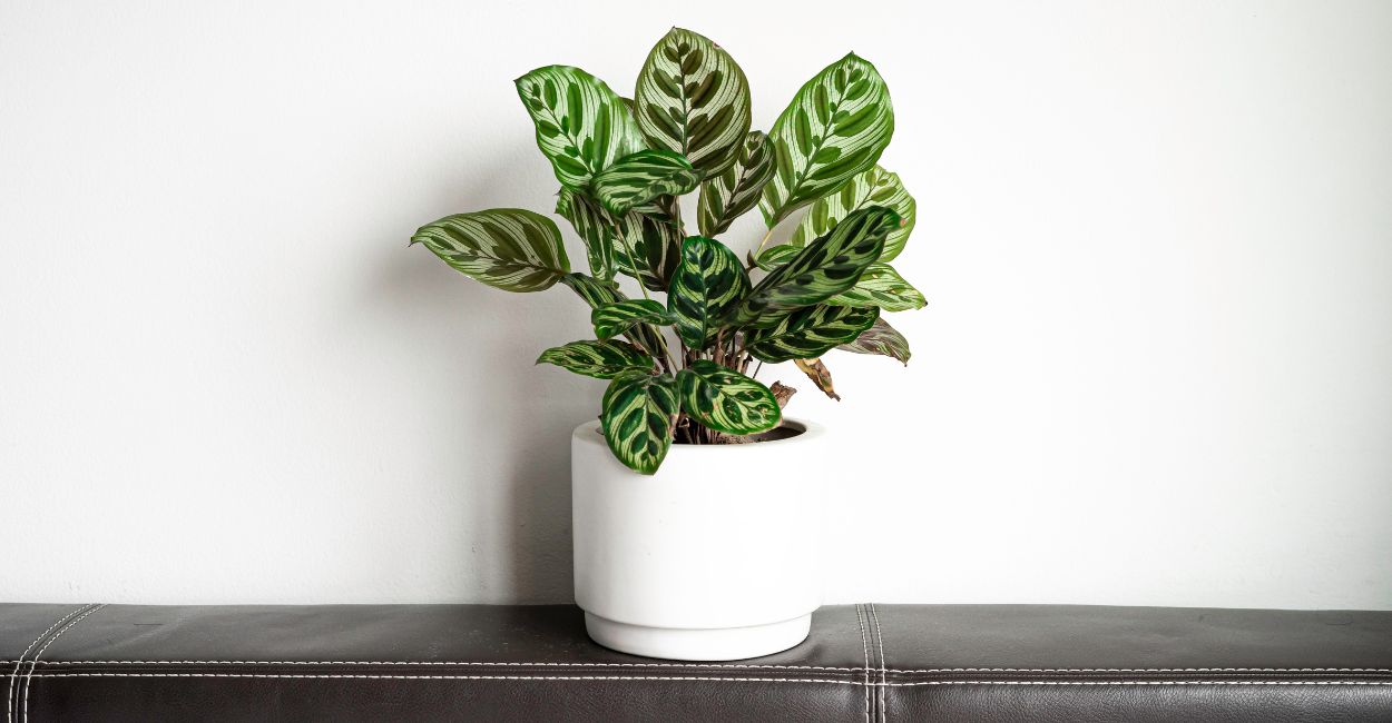 planta calathea