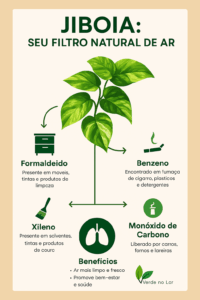 planta jiboia purifica o ar