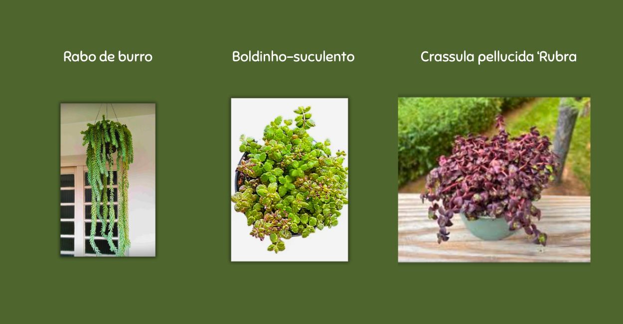 suculentas pendentes