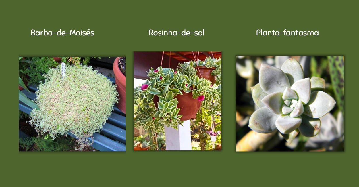 tipos de suculentas