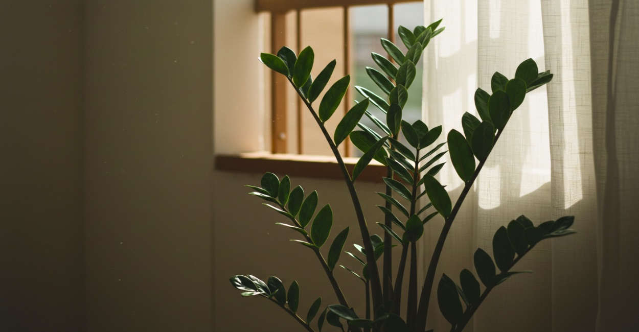 Curiosidades sobre zamioculca