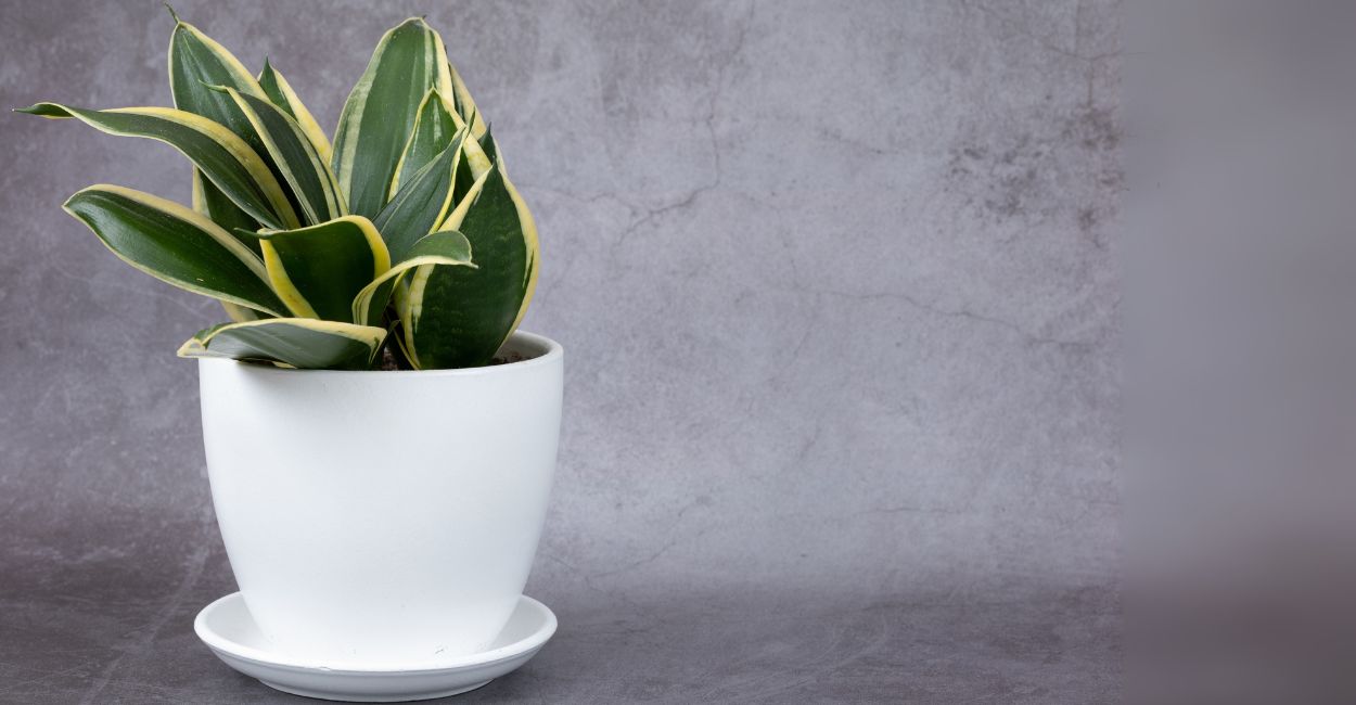 mini espada de são jorge