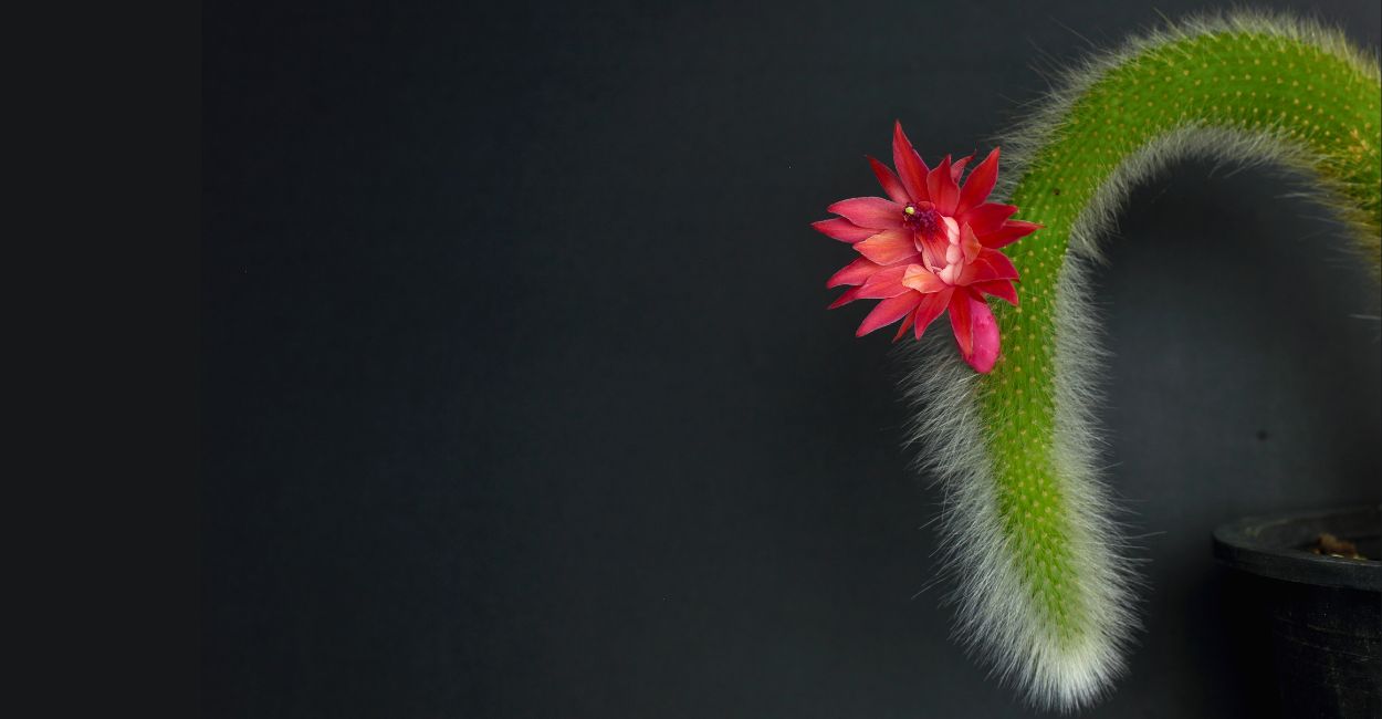 cacto rabo-de-macaco