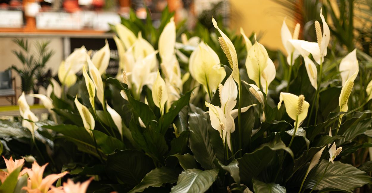 cuidados com plantas
