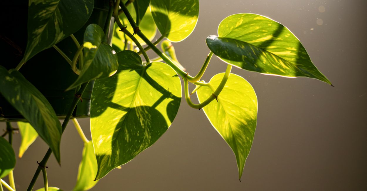 jiboia e de sol ou de sombra