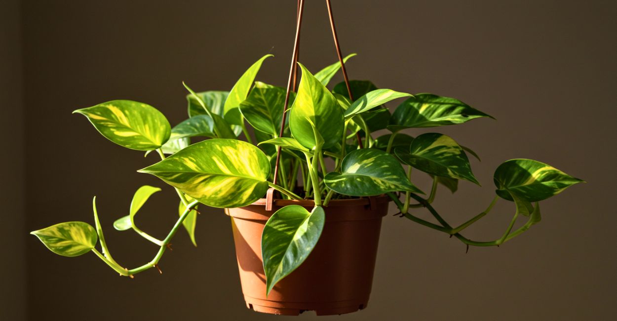 como mudar as cores da planta jiboia