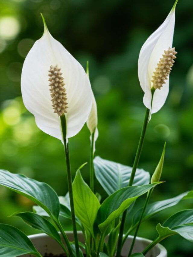 como cuidar de lirio da paz