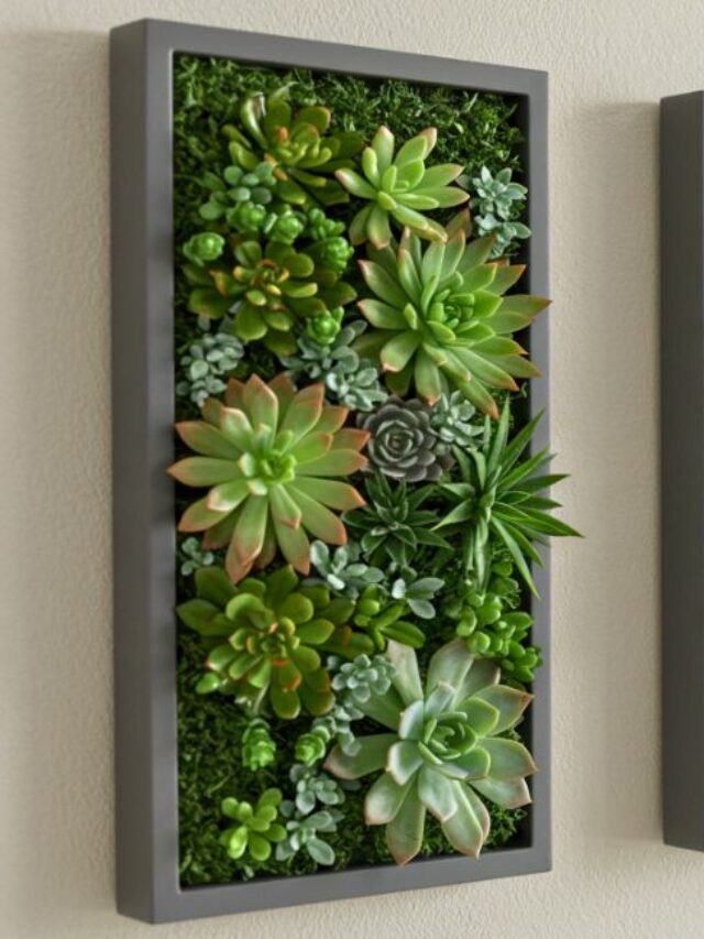 jardins verticais de suculentas
