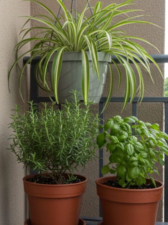 cropped-melhores-plantas-para-ter-em-casa.jpg