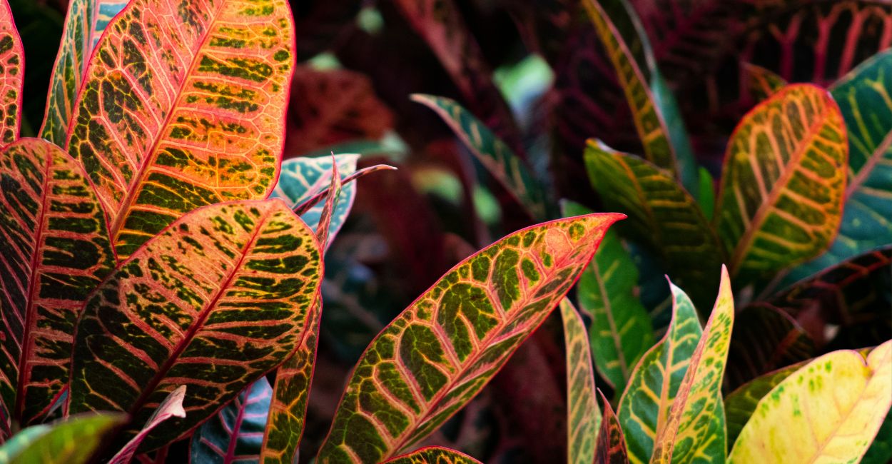 planta cróton petra