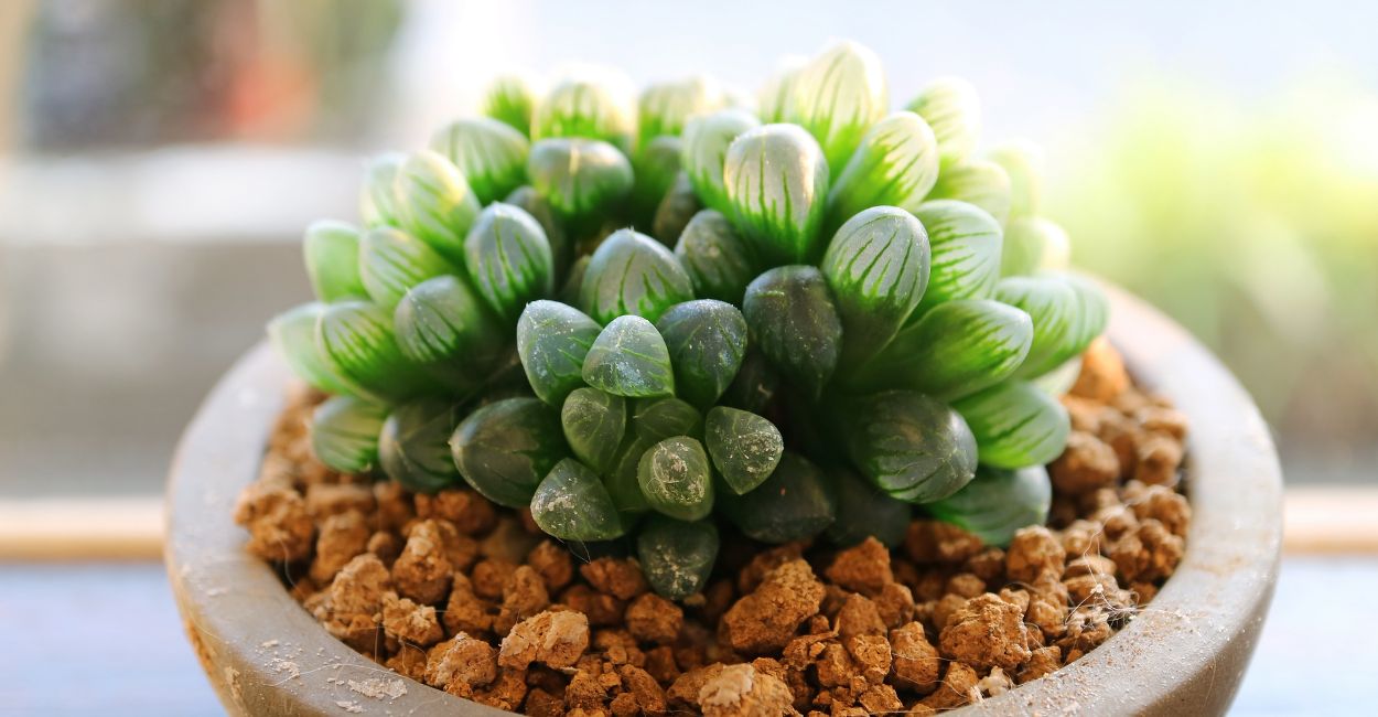 suculentas exóticas