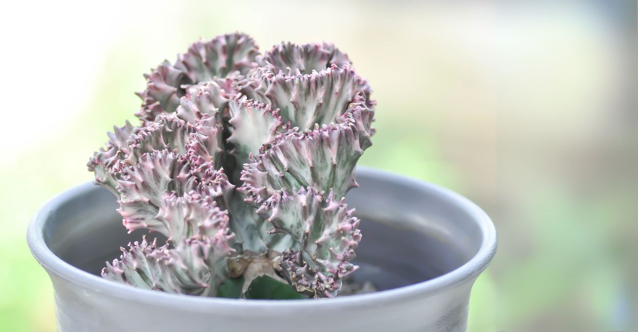 Euphorbia lactea 'Cristata'