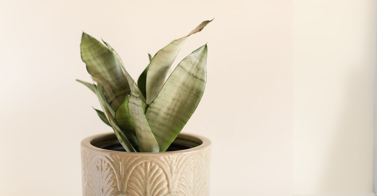 espada de são jorge prateada