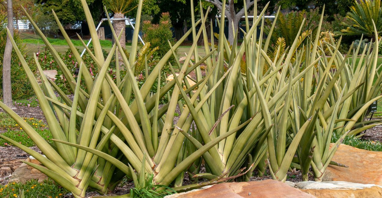 espada de são jorge diferente