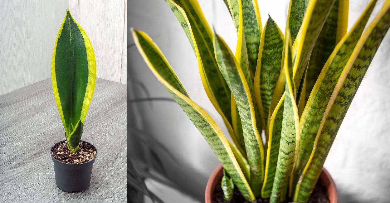 espada de são jorge dourada