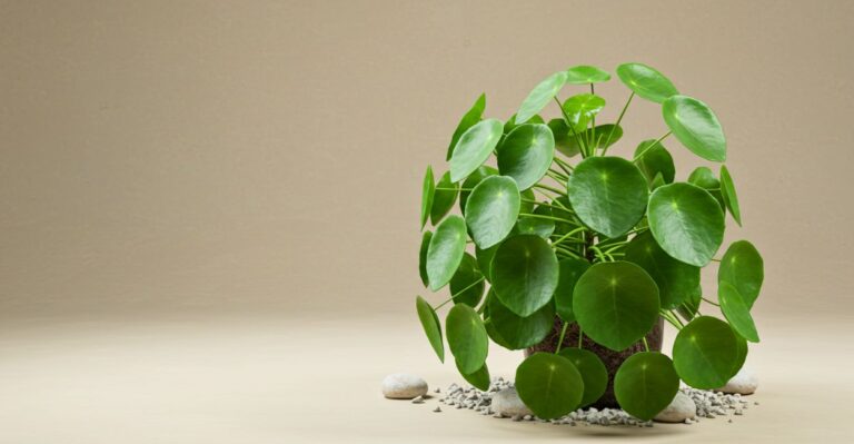 planta chinesa do dinheiro