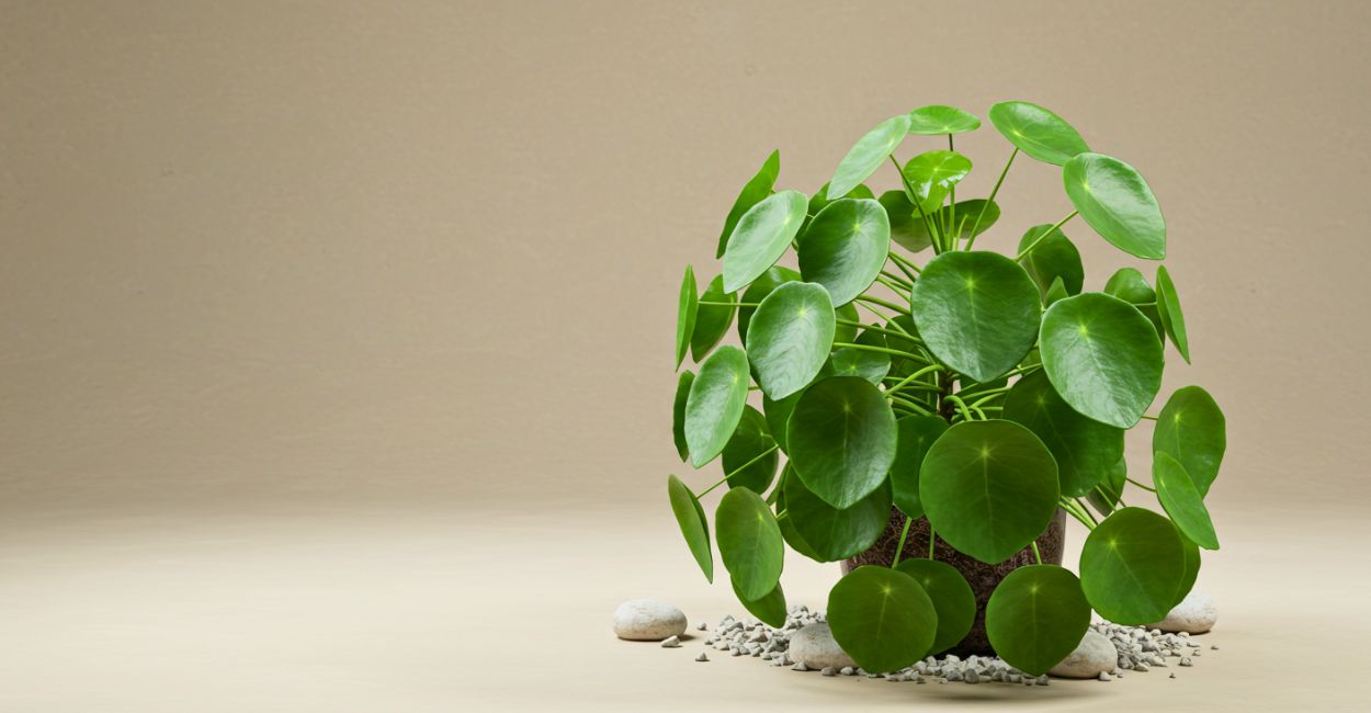 planta chinesa do dinheiro