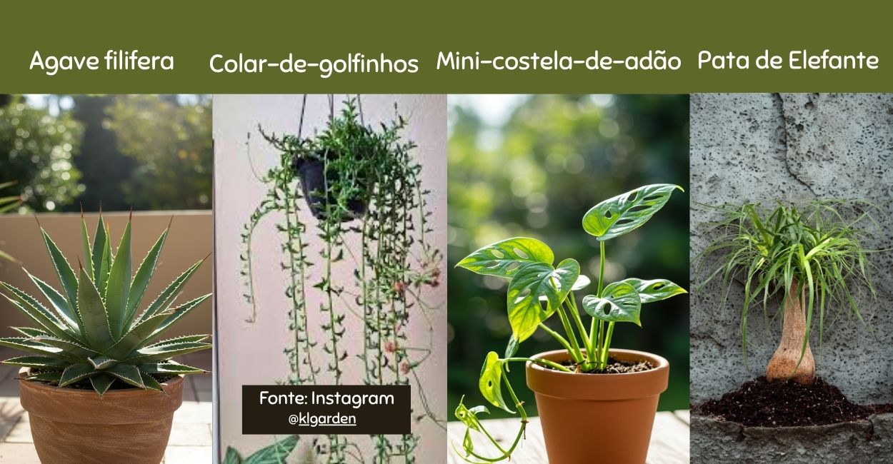 plantas para meia sombra