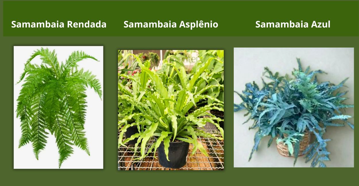 tipos de Samambaias de sombra