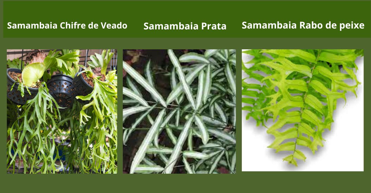 tipos de samambaia