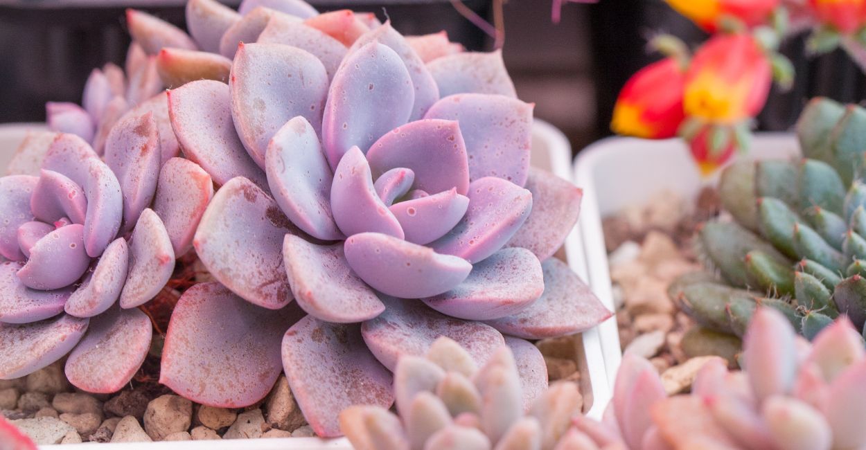suculenta lilas