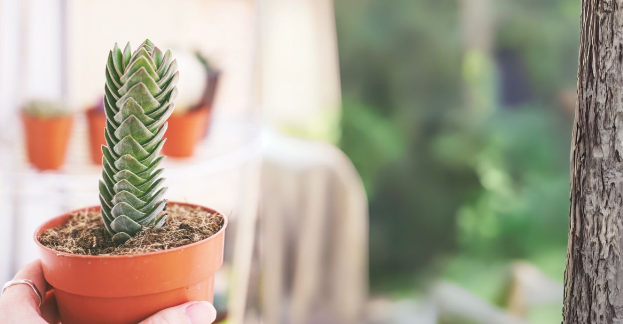 Crassula 'Buddha's Temple'