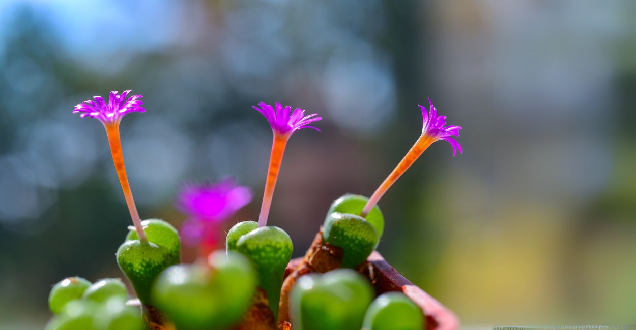 suculentas com flores